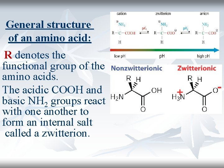 General structure of an amino acid: R denotes the functional group of the amino