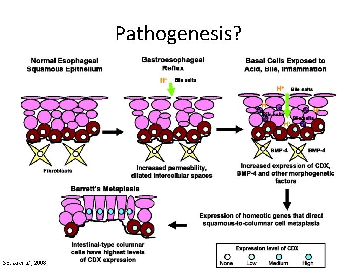 Pathogenesis? Souza et al. , 2008 