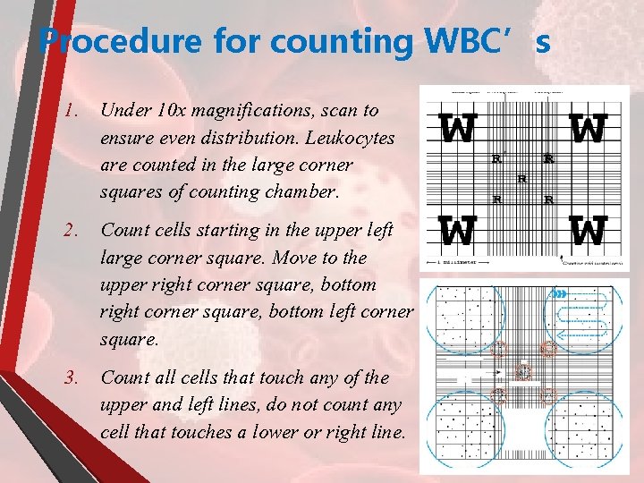 Procedure for counting WBC’s 1. Under 10 x magnifications, scan to ensure even distribution.