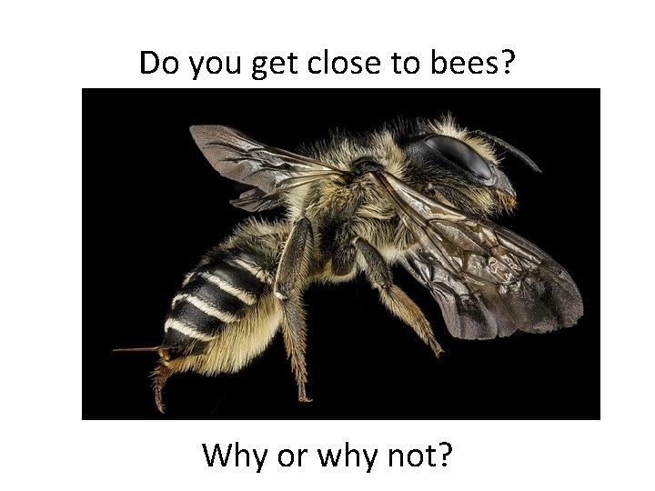 Do you get close to bees? Why or why not? 