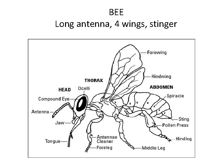 BEE Long antenna, 4 wings, stinger 