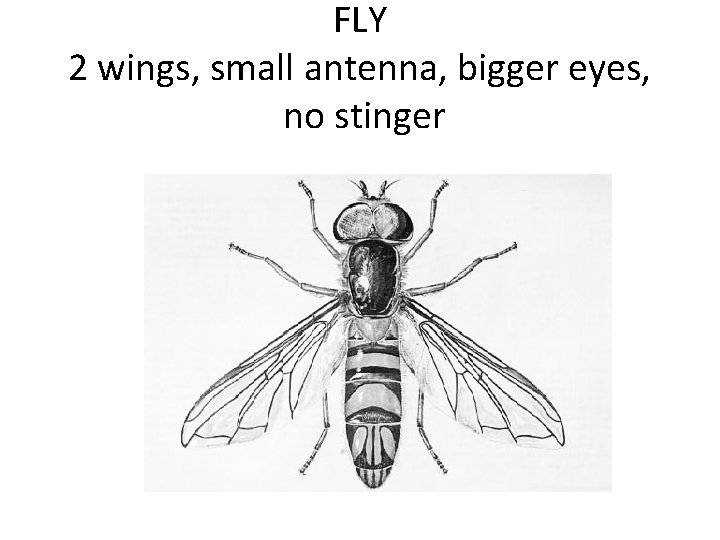 FLY 2 wings, small antenna, bigger eyes, no stinger 