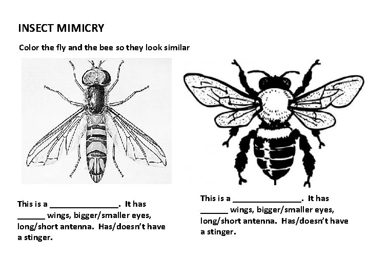 INSECT MIMICRY Color the fly and the bee so they look similar This is