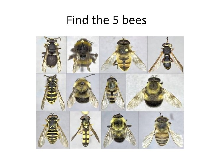 Find the 5 bees 