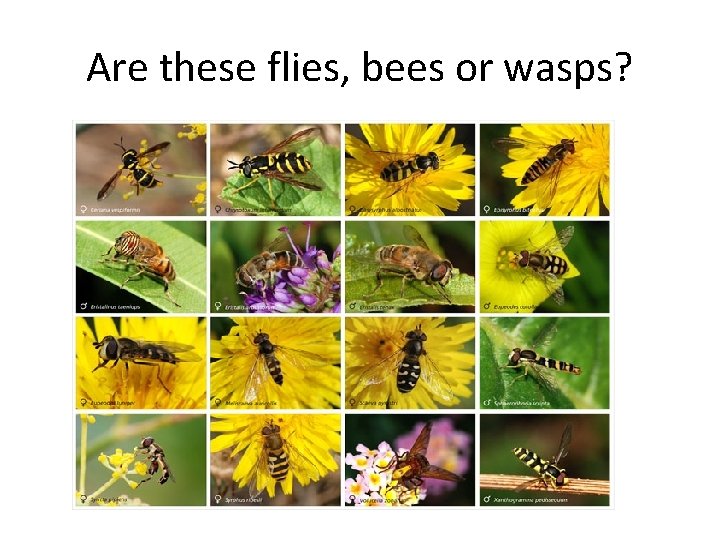 Are these flies, bees or wasps? 