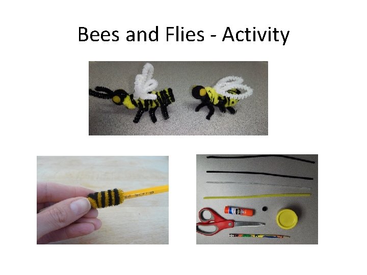 Bees and Flies - Activity 