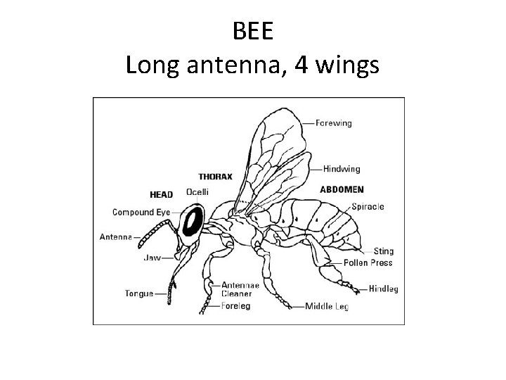 BEE Long antenna, 4 wings 