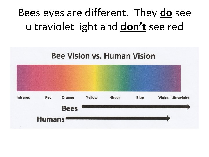 Bees eyes are different. They do see ultraviolet light and don’t see red 