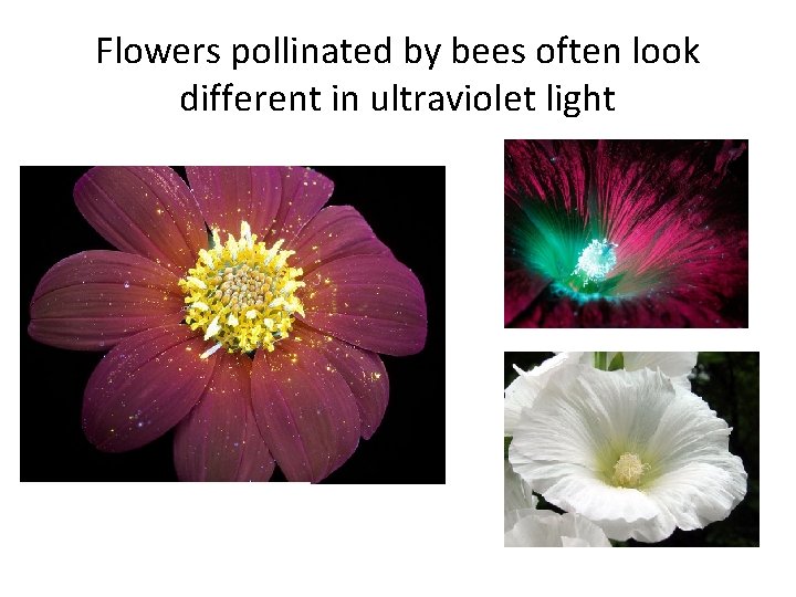Flowers pollinated by bees often look different in ultraviolet light 