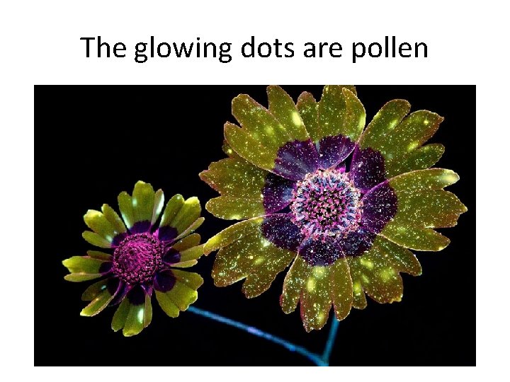 The glowing dots are pollen 