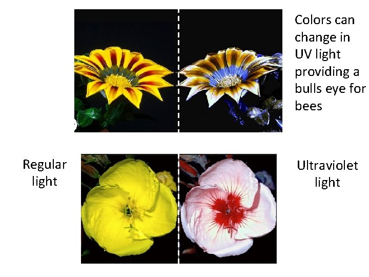 Colors can change in UV light providing a bulls eye for bees Regular light