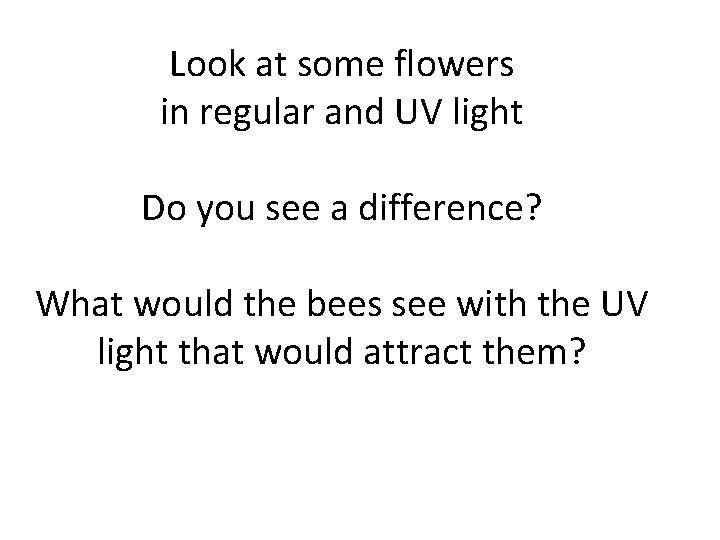 Look at some flowers in regular and UV light Do you see a difference?