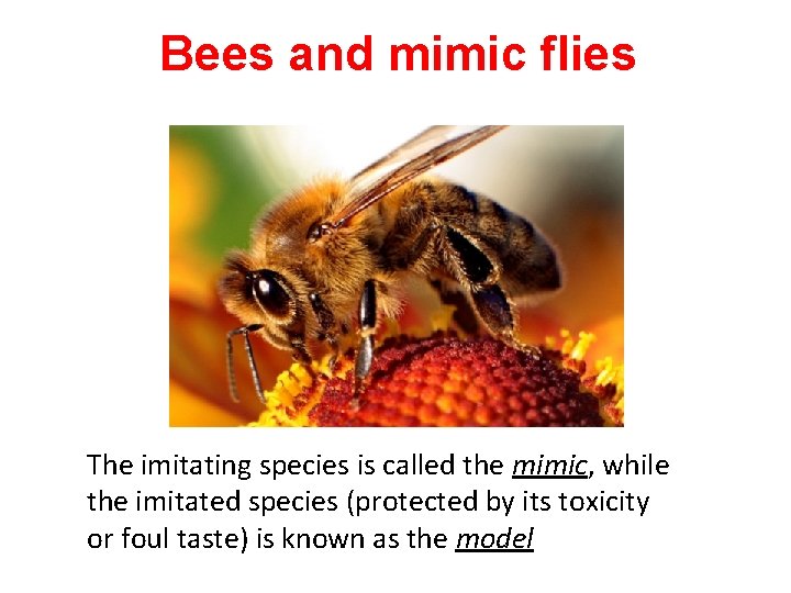 Bees and mimic flies Mimicry The imitating species is called the mimic, while the