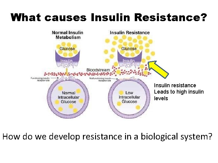 What causes Insulin Resistance? Insulin resistance Leads to high insulin levels How do we