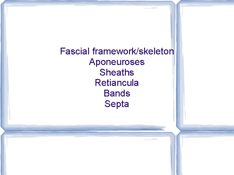 Fascial framework/skeleton Aponeuroses Sheaths Retiancula Bands Septa 