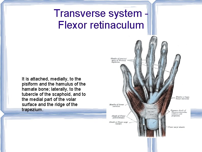 Transverse system Flexor retinaculum It is attached, medially, to the pisiform and the hamulus