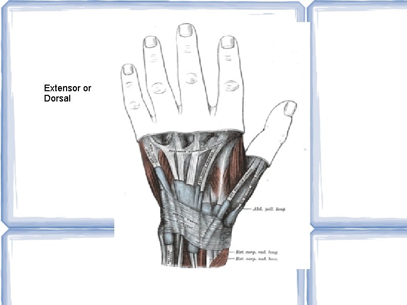 Extensor or Dorsal 