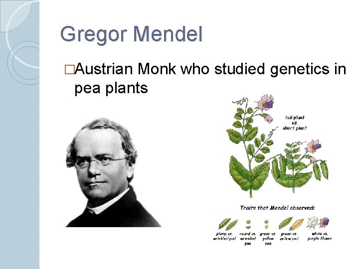 Gregor Mendel �Austrian Monk who studied genetics in pea plants 