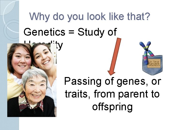 Why do you look like that? Genetics = Study of Heredity Passing of genes,