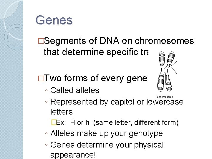 Genes �Segments of DNA on chromosomes that determine specific traits �Two forms of every