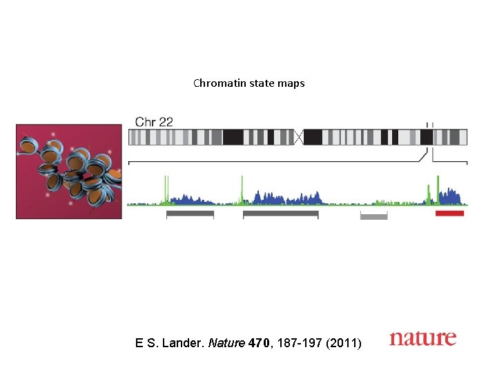 Chromatin state maps E S. Lander. Nature 470, 187 -197 (2011) 