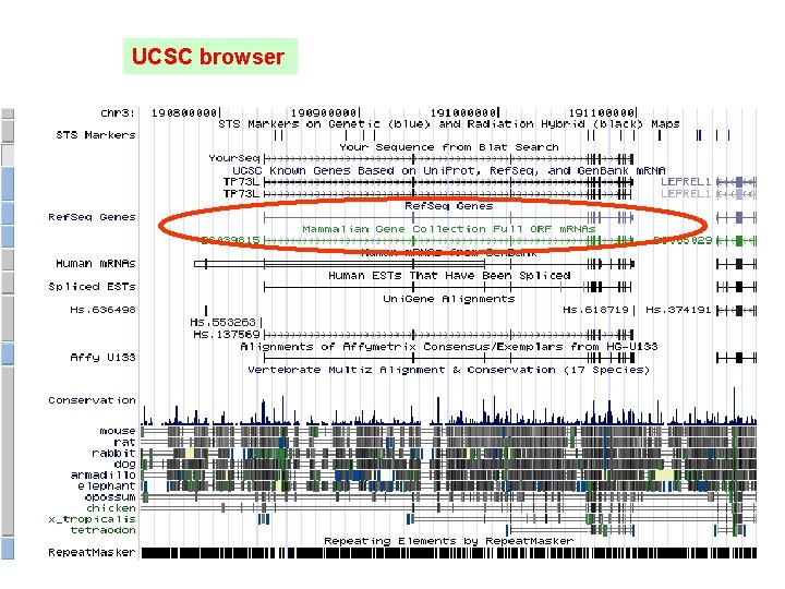 UCSC browser 