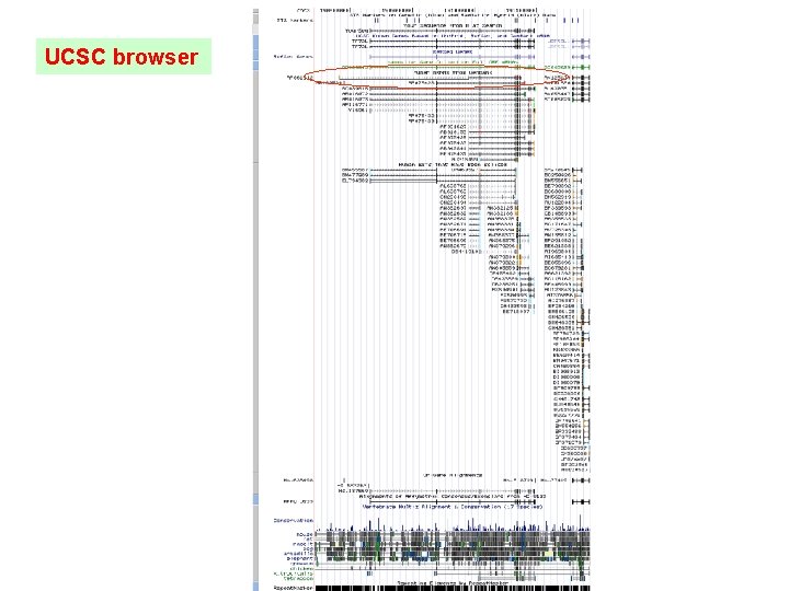 UCSC browser 