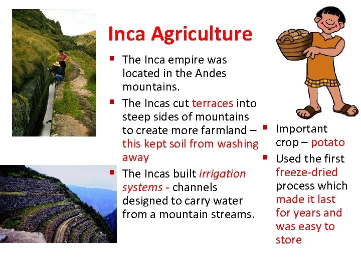 Inca Agriculture § The Inca empire was located in the Andes mountains. § The