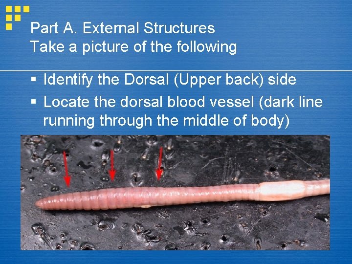 Part A. External Structures Take a picture of the following § Identify the Dorsal