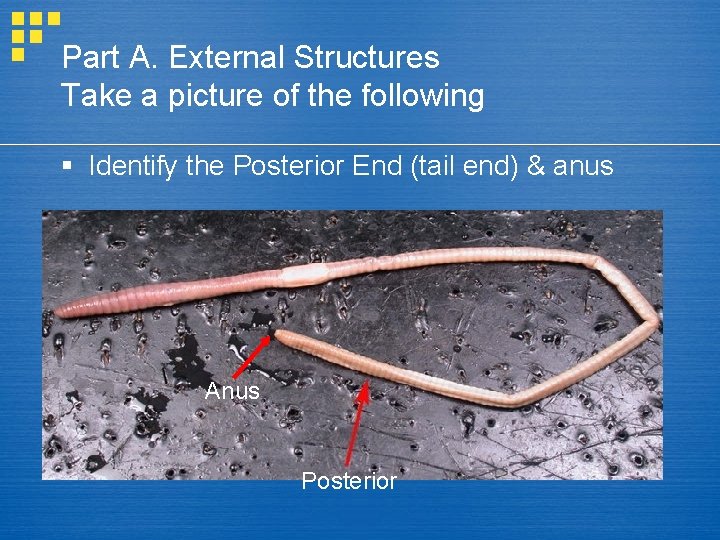 Part A. External Structures Take a picture of the following § Identify the Posterior