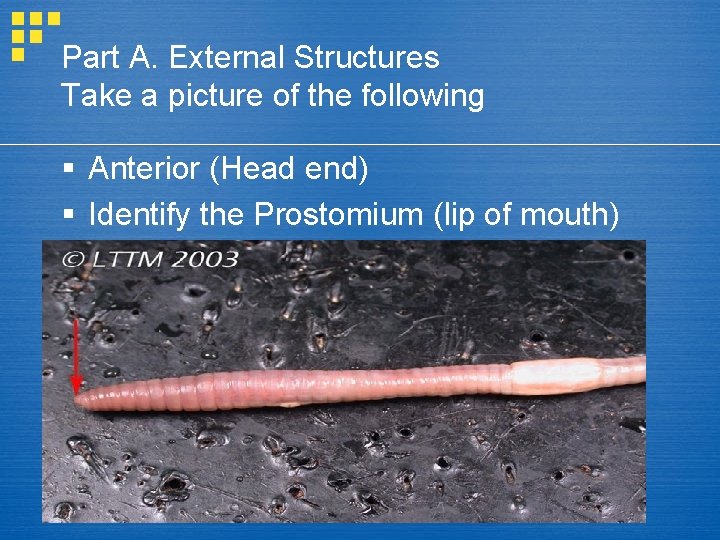 Part A. External Structures Take a picture of the following § Anterior (Head end)