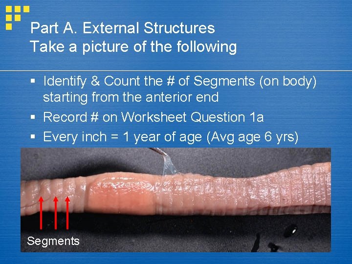 Part A. External Structures Take a picture of the following § Identify & Count