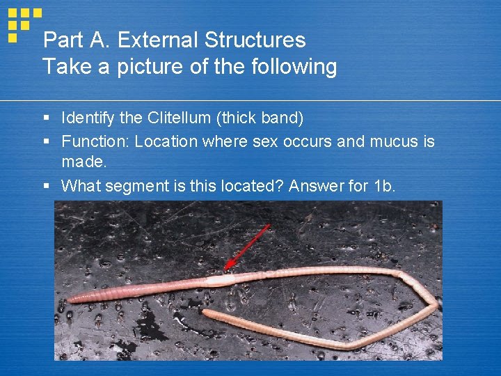 Part A. External Structures Take a picture of the following § Identify the Clitellum