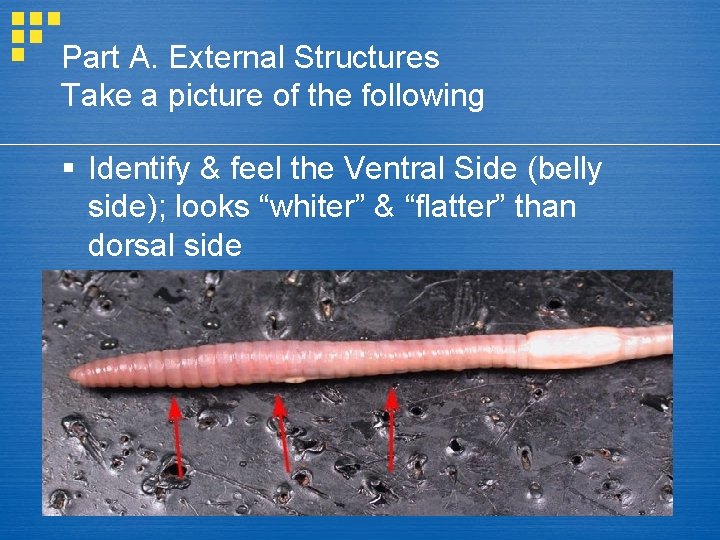 Part A. External Structures Take a picture of the following § Identify & feel
