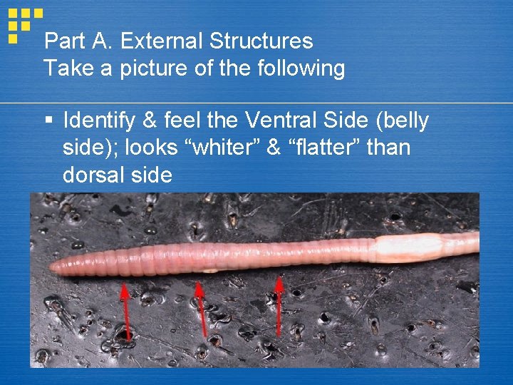 Part A. External Structures Take a picture of the following § Identify & feel