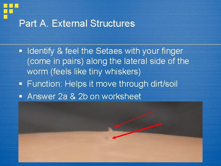 Part A. External Structures § Identify & feel the Setaes with your finger (come