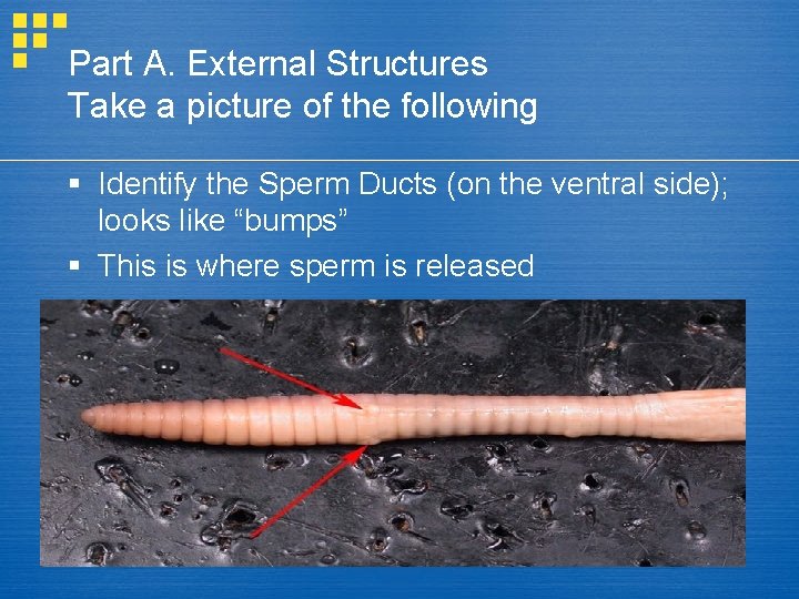 Part A. External Structures Take a picture of the following § Identify the Sperm