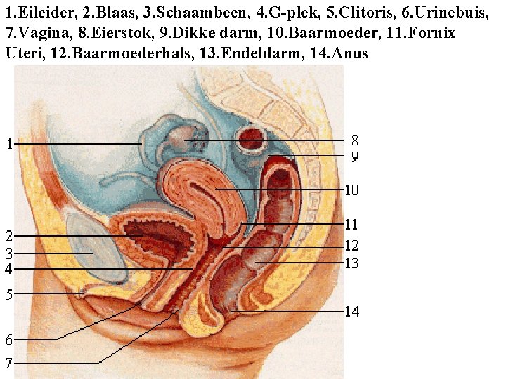 1. Eileider, 2. Blaas, 3. Schaambeen, 4. G-plek, 5. Clitoris, 6. Urinebuis, 7. Vagina,