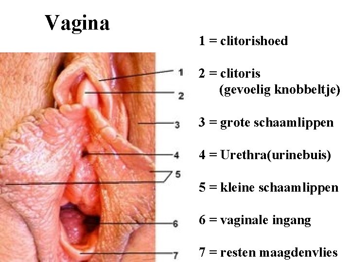 Vagina 1 = clitorishoed 2 = clitoris (gevoelig knobbeltje) 3 = grote schaamlippen 4