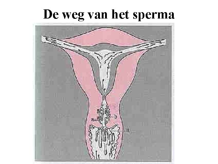 De weg van het sperma 