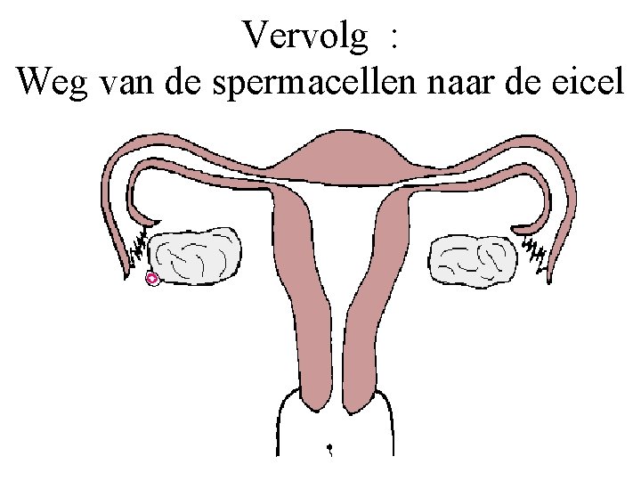 Vervolg : Weg van de spermacellen naar de eicel 