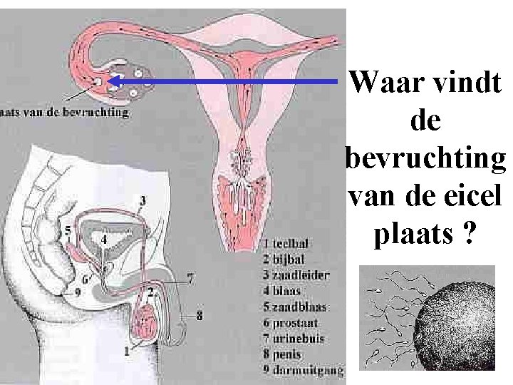 Waar vindt de bevruchting van de eicel plaats ? 