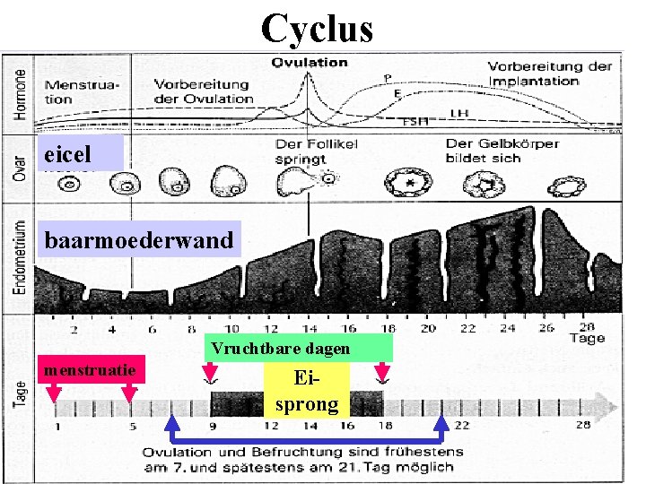 Cyclus eicel baarmoederwand Vruchtbare dagen menstruatie Eisprong 