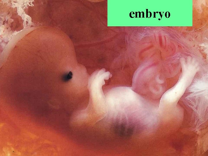 embryo 