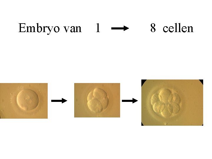 Embryo van 1 8 cellen 