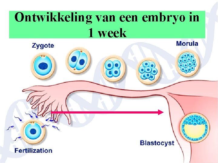 Ontwikkeling van een embryo in 1 week 