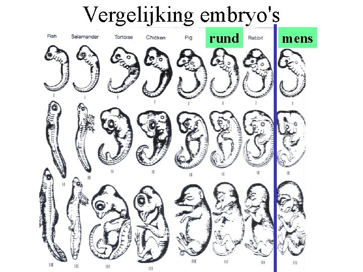 Vergelijking embryo's rund mens 