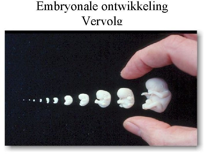 Embryonale ontwikkeling Vervolg 