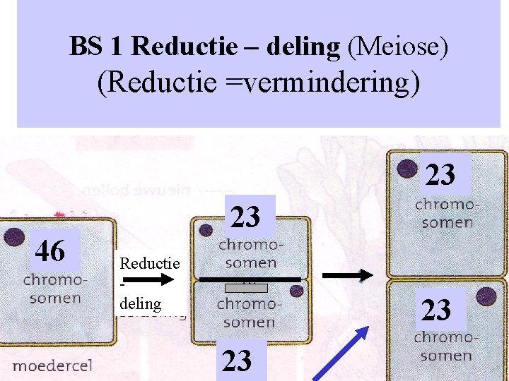 BS 1 Reductie – deling (Meiose) (Reductie =vermindering) 23 46 23 Reductie deling 23