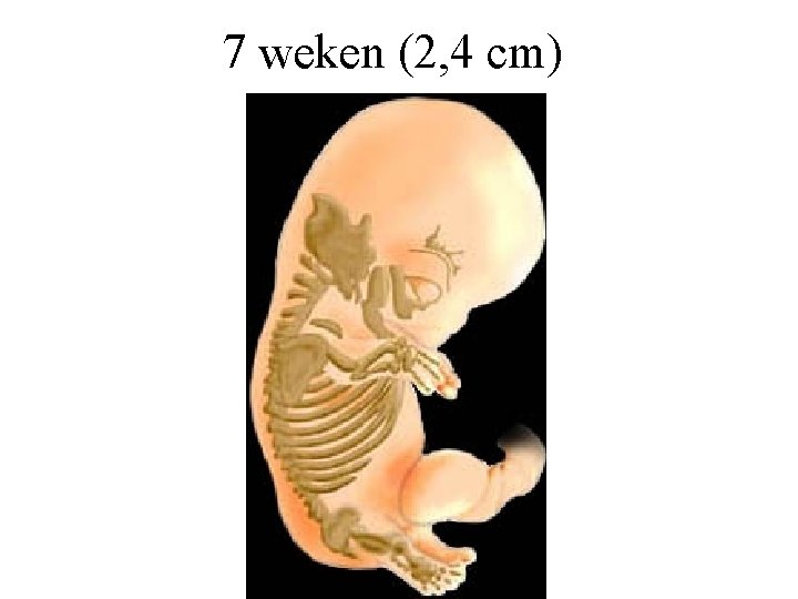 7 weken (2, 4 cm) 